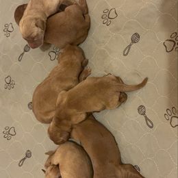 Girl 3 - Yellow female Labrador Retriever puppy in Wardensville, West Virginia from Sager’s Labrador Puppies