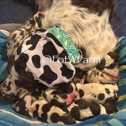 Blueberry Pie - Liver and white female English Springer Spaniel puppy in Sanford, North Carolina from Feathers on the Wind Farm