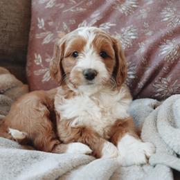 Goldendoodle Puppies from Cedarcrest Goldendoodles