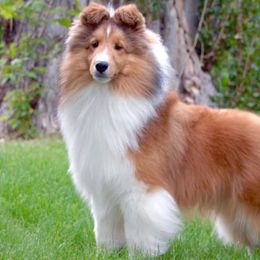 Shetland Sheepdogs from Salt City Shelties