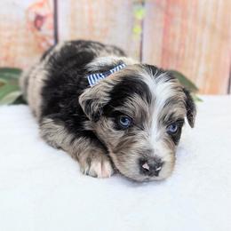 Charlie  (Blue collar) - Blue merle male Australian Shepherd puppy in Coulee City, Washington from Mr and Mrs Doodle Farm