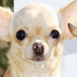 Chihuahuas from Bart's Place