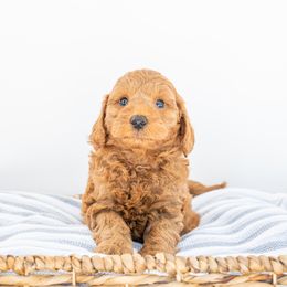Blue - Red  Goldendoodle puppy in Davie, Florida from ClassyDoodles