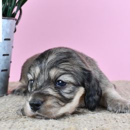 Shaded Cream - Cream female Dachshund puppy in Empire, Alabama from Heart of Dixie Kennel