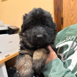 Bon Bon - Black and tan female German Shepherd puppy in Brighton, Michigan from Szegi Haus K9 Solutions