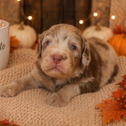 Macchiato - Merle male Bernedoodle puppy in Spartanburg, South Carolina from Southern Magnolia Bernedoodles