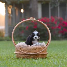 Bavarian - Tri-color male Bernedoodle puppy in Denham Springs, Louisiana from GimiPup Doodles