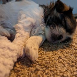 Shih Tzu Puppies from We Shih Tzu Not!