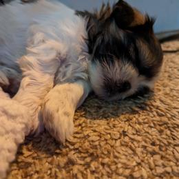 Shih Tzu Puppies from We Shih Tzu Not!