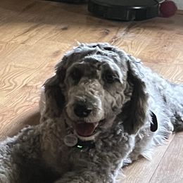 Moose - Sheepadoodle