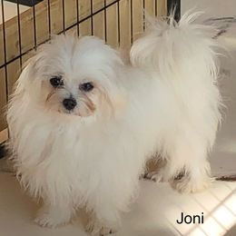 Joni - Maltese
