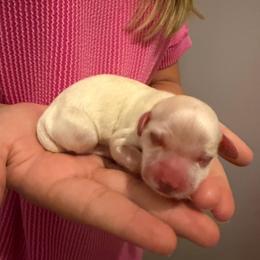 Waiting - White female Havanese puppy in Cadwell, Georgia from Hashtag Havenese