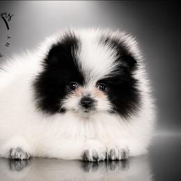Oreo - Black parti male Pomeranian puppy in Fultonville, New York from Sandy Aussies & Pomeranians