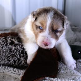 Sparky - Red merle male Australian Shepherd puppy in Falcon, Missouri from www.maubachranch.com