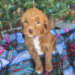 Girl 1 - Goldendoodle puppy from Duck River Goldendoodles