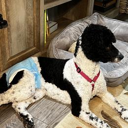 Poodles from DH Poodles