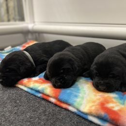 Labrador Retriever Puppies from Brush Creek Retrievers