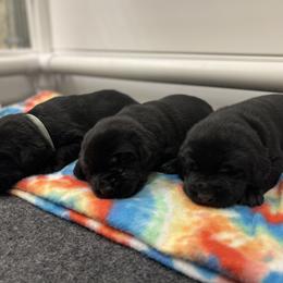 Labrador Retriever Puppies from Brush Creek Retrievers