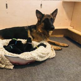 German Shepherd Puppies from Semper Fi K9 Montana