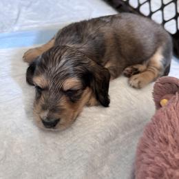 Dachshund Puppies from Diddle Bros Dachshunds