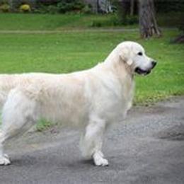 Golden Retrievers from Earth Angel Goldens