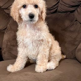 Aussiedoodle and Poodle Puppies from Sassy Poodle’s & Doodle’s