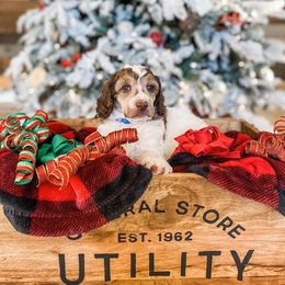 Poodle Puppies from LeBaron Standard Poodles