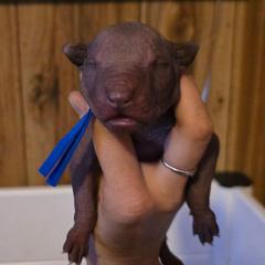 Boy 1 - Bronze male Xoloitzcuintli puppy in Ethridge, Tennessee from Royalty Reigns Xolos