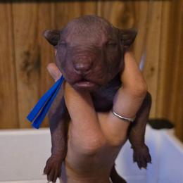 Boy 1 - Bronze male Xoloitzcuintli puppy in Ethridge, Tennessee from Royalty Reigns Xolos