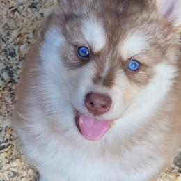 Red and white male - Red and white male Pomsky puppy in Gladstone, Virginia from Rustic Charms Miniature Huskys