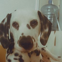 Dalmatian Puppies from Sublime Dalmatians