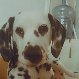 Dalmatian Puppies from Sublime Dalmatians