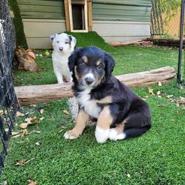 Seal - Seal male Border Collie puppy in Morgan, Texas from Shooting Star Ranch