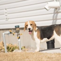 Beagle All Grown Up from Idaho Creekside Beagles