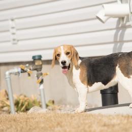 Beagle All Grown Up from Idaho Creekside Beagles