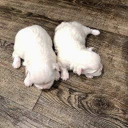 Companion Cross and Havanese Puppies from HannahJoy Hypoallergenic Pups