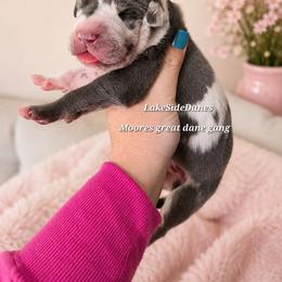 Steve with a Sleeve (possible tan or brindle point) - Harlequin male Great Dane puppy in Port Clinton, Ohio from LakeSide Danes