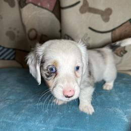 Fred - Dapple male Dachshund puppy in Henrico, Virginia from All About Pets