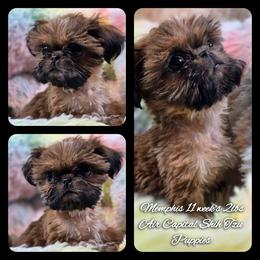 Memphis - Red male Shih Tzu puppy in Maize, Kansas from Air Capital Shih Tzu Puppies