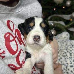 Dorcas - Black white and tan female English Springer Spaniel puppy in Battle Creek, Michigan from Eden Springer Spaniels