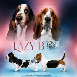 Basset Hound puppies from Lazy B Bassets and Dalmatians