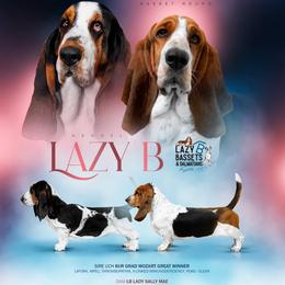Basset Hound puppies from Lazy B Bassets and Dalmatians