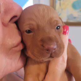 Pink Girl #4 "Shelby" - Vizsla puppy in Destin, Florida from Vizslas of Northwest Florida