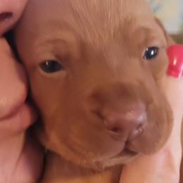 Pink Girl #4 "Shelby" - Vizsla puppy in Destin, Florida from Vizslas of Northwest Florida