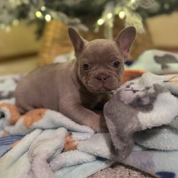 Jan - female French Bulldog puppy in Topeka, Kansas from Midwest Monster Made Bulldogs