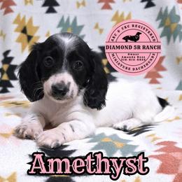 AMETHYST - Piebald female Dachshund puppy in Columbia, Louisiana from Diamond 5R Ranch AKC & CKC Miniature Dachshunds