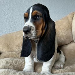 Clifford - Black brown and white male Basset Hound puppy in Logan, Utah from Cache Valley Bassets