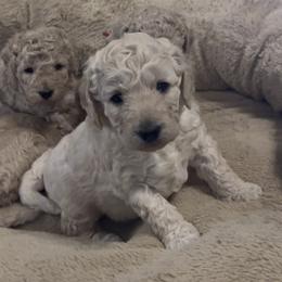 Twix - Cream male Goldendoodle puppy in Richmond, Texas from Harper’s Heartbeats