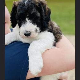 Goldendoodle Puppies from Thompson Creek Doodles