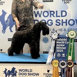 Kerry Blue Terrier All Grown Up from Cross the Rubicon